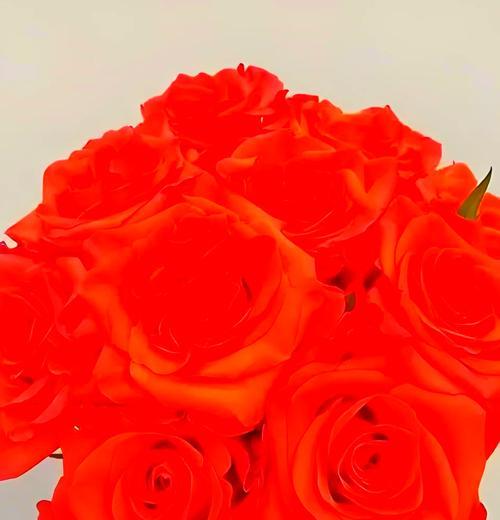 桔红色花的花语是什么？