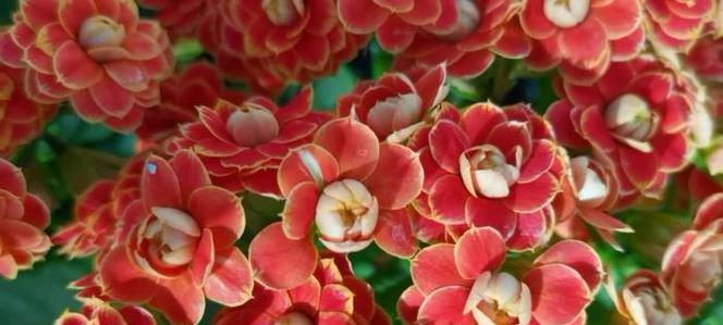 桔红色花的花语是什么？