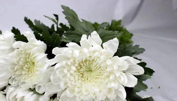 诚信的花语有哪些？如何通过花语表达诚信？