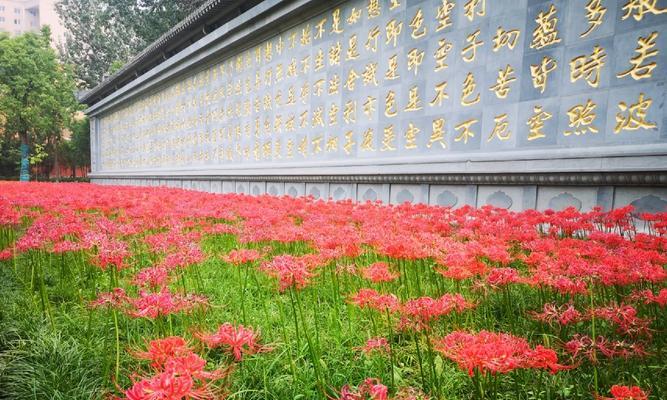 照波花的花语有何寓意？
