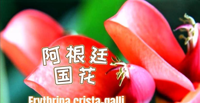 照波花的花语有何寓意？
