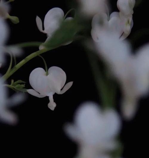 天使的耳环花语有何寓意？它传递了哪些信息？