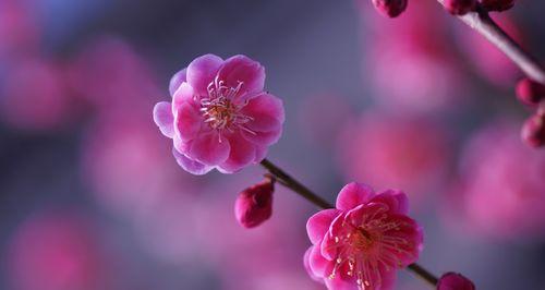 花中之魁是指什么花名和花语？哪种花被誉为花中之王？