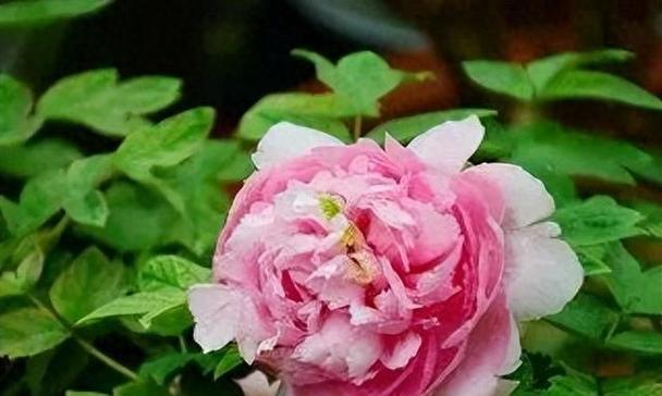 花中之魁是指什么花名和花语？哪种花被誉为花中之王？