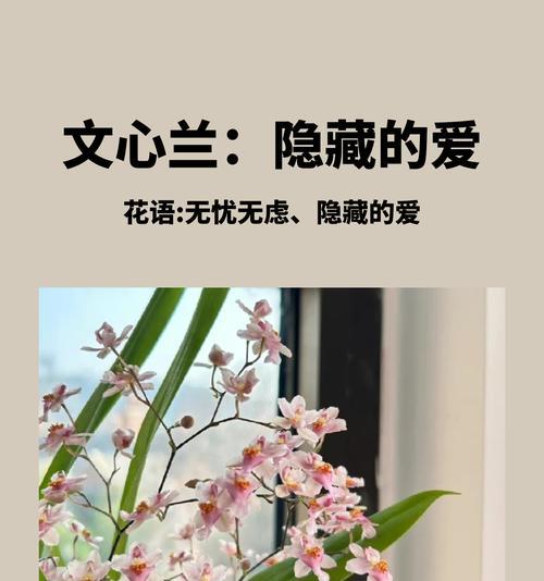 跳舞兰花语代表了什么？