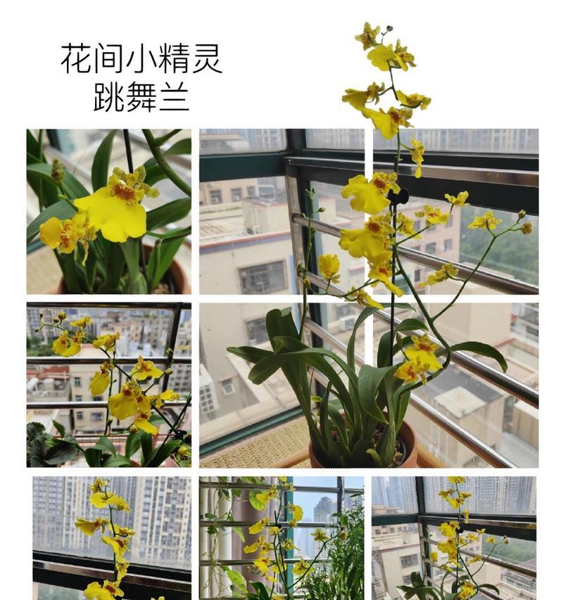 跳舞兰花语代表了什么？