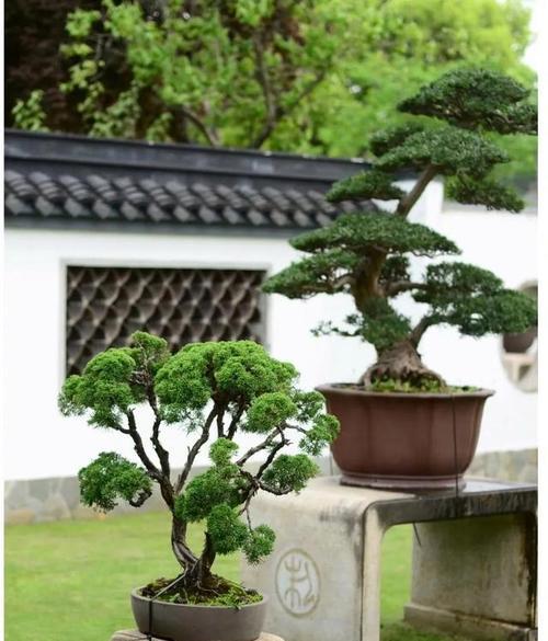 荒谬的爱花语代表什么？这种花语有何特别之处？