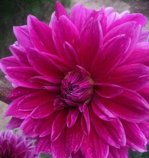 红色花树的花语代表了什么？