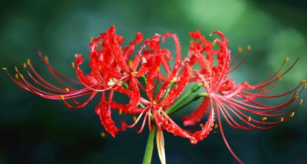 红色花树的花语代表了什么？