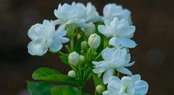 疏花卫矛的花语是什么？它寓意着什么？