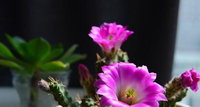 疏花卫矛的花语是什么？它寓意着什么？
