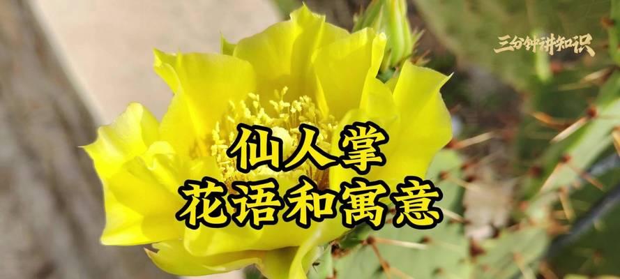 养仙人掌的寓意和花语是什么？