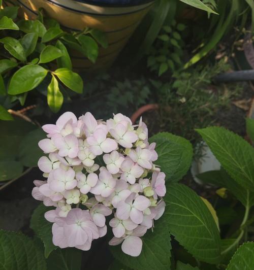 哪种花语象征着救赎自己？