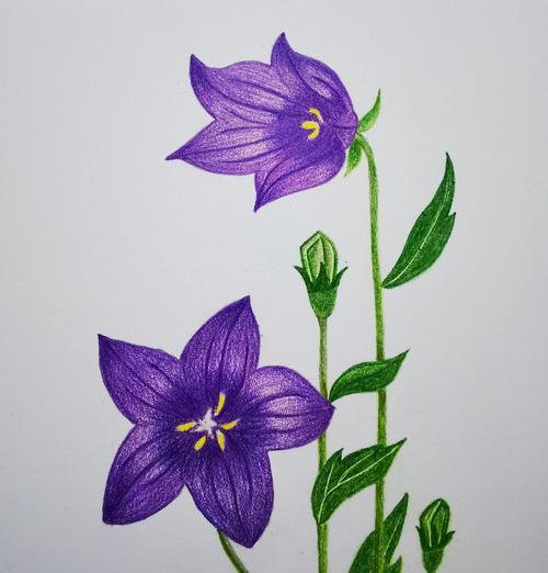 哪种花语象征着救赎自己？