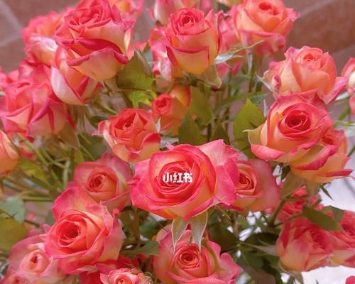 送爱丽丝玫瑰花的寓意是什么？爱丽丝玫瑰花的寓意有哪些含义？