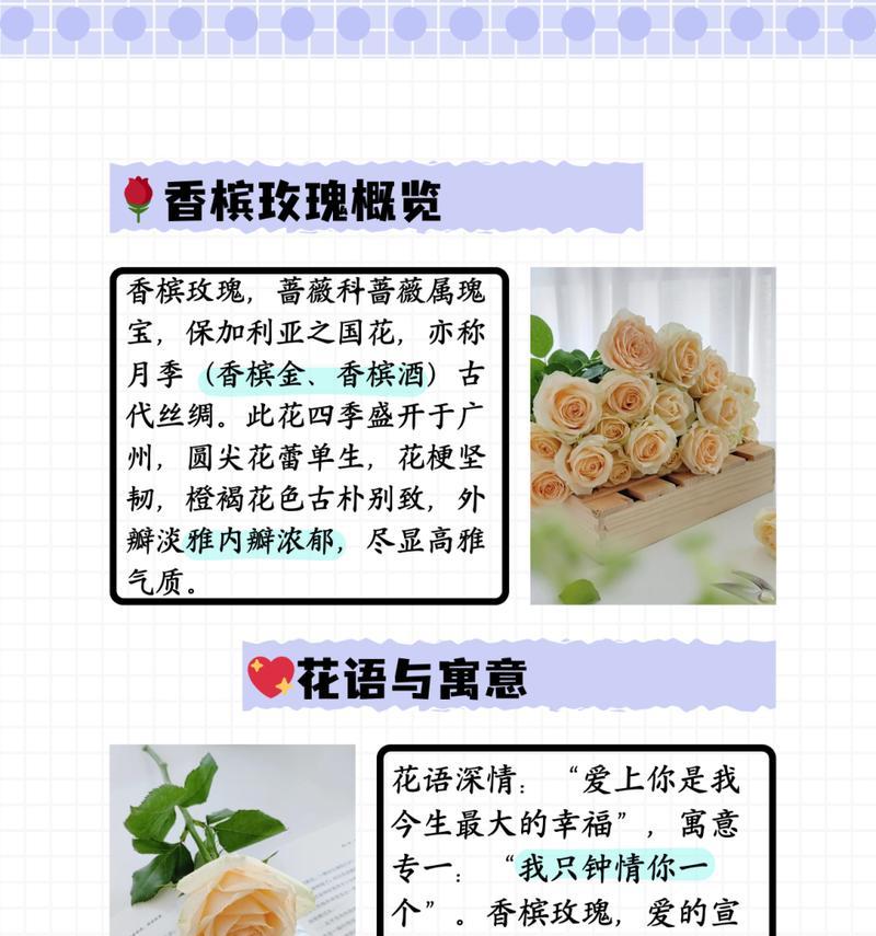 黑红月季的花语和寓意有何不同？