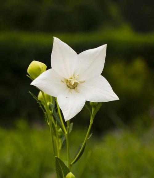 前锋花语梗是什么意思？它在花语中代表什么？
