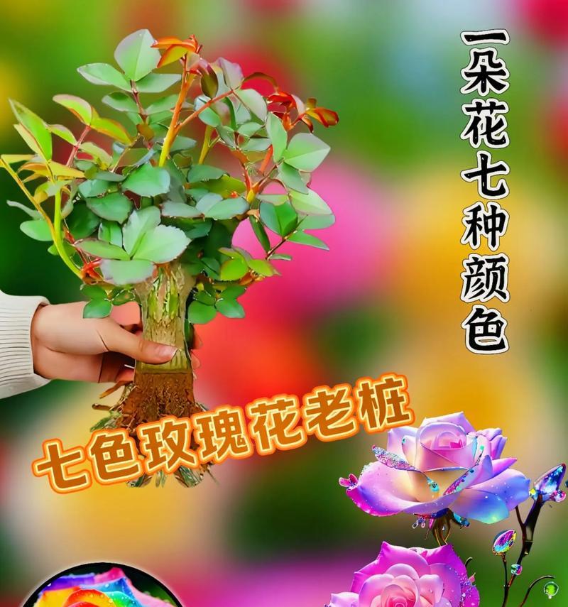 玫瑰花几朵代表什么意思？不同数量的玫瑰花有何含义？