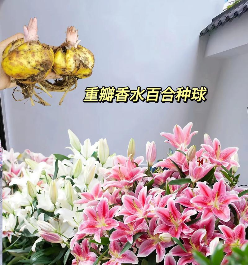道具百合的花语含义是什么？它象征着什么？