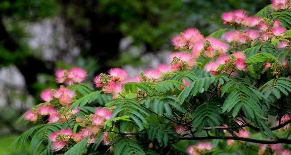 合欢花的花语“满眼醉意”有何深意？