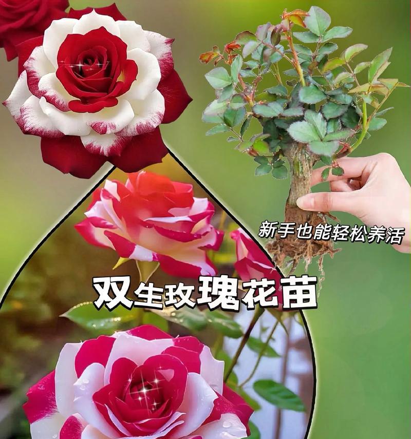 玫瑰花语代表什么？送给小美女的玫瑰有何深意？