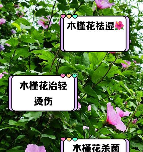 木槿花的花语是什么意思？它应该怎么读？