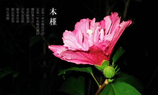 木槿花的花语是什么意思？它应该怎么读？