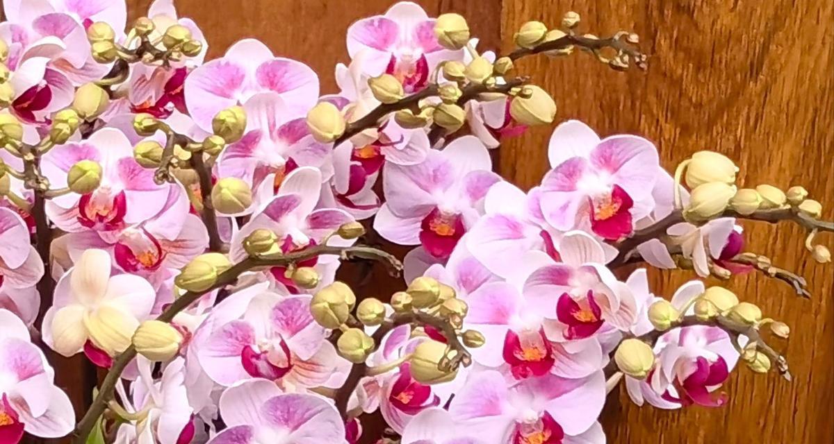 小粉蝶蝴蝶兰的花语是什么？它代表了什么？