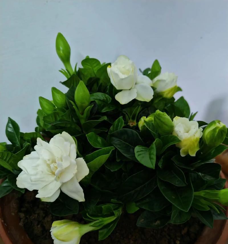 期待重复的爱花语代表哪种花？