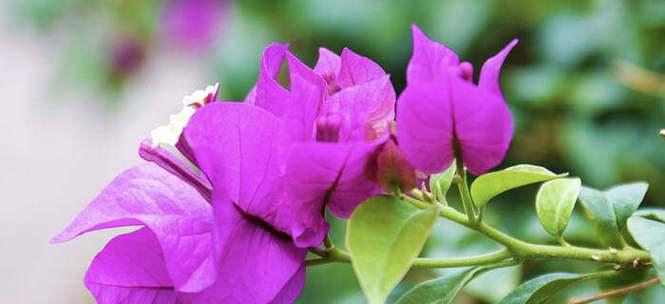 最悲惨交际花语代表什么含义？如何理解？
