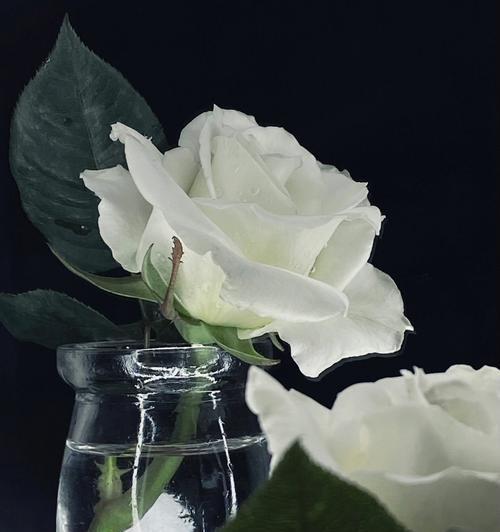 大白月季的花语是什么？它有何特别之处？
