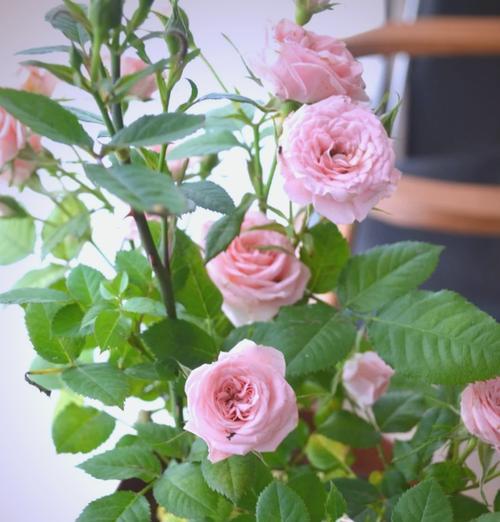 大白月季的花语是什么？它有何特别之处？