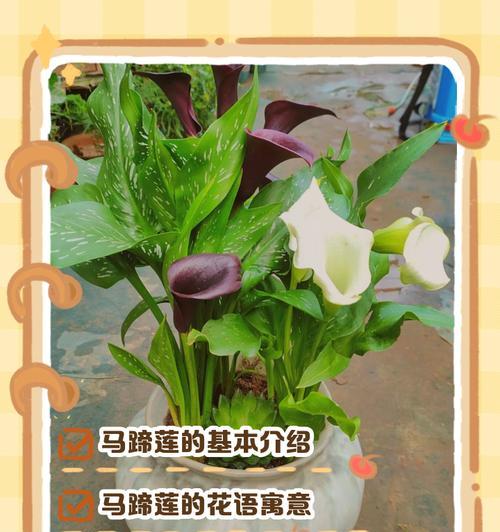彩色马蹄莲的花语有哪些含义？