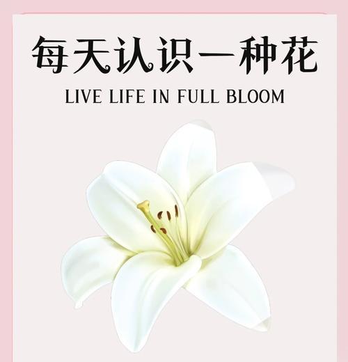 百合的花语有哪些特点？它在不同文化中代表什么？