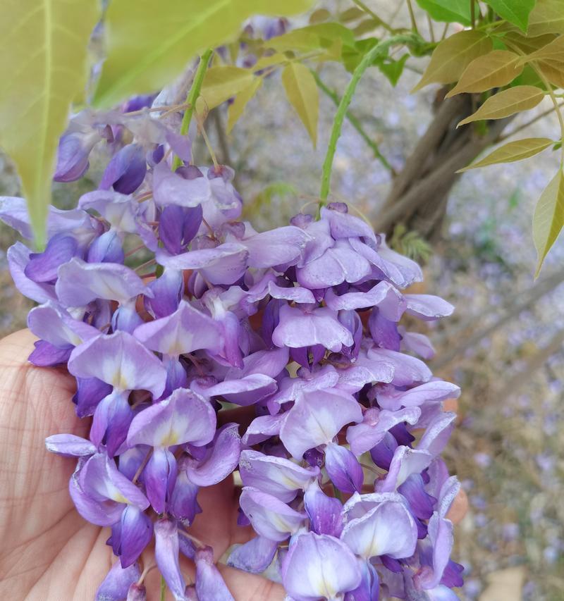摇摆的紫藤花语和寓意是什么？它象征着什么？