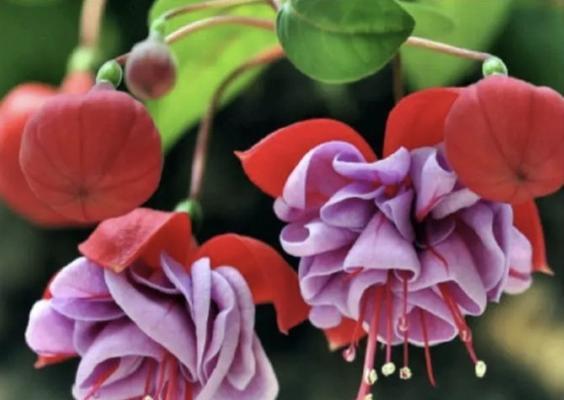 灯笼花的花语和寓意是什么？它象征着什么？
