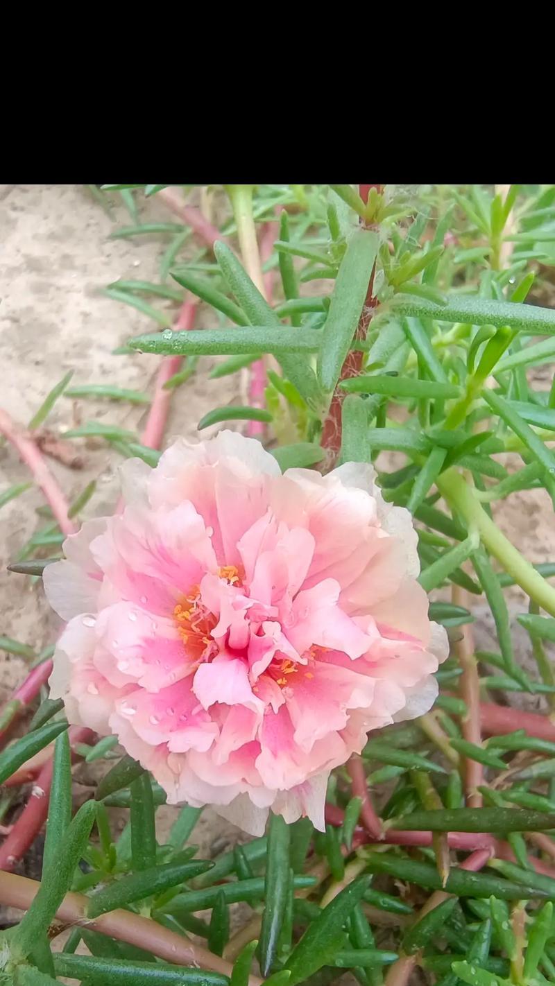 新花语的含义是什么？它代表了哪种花？