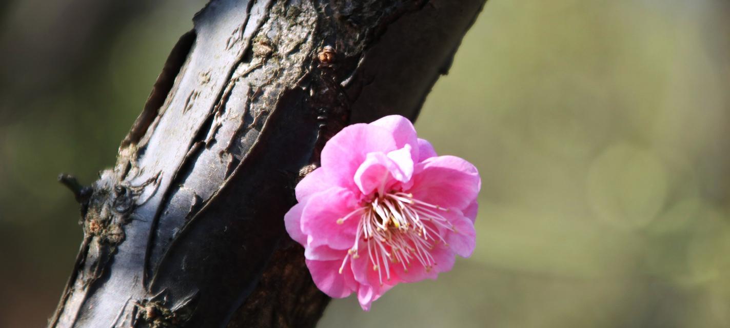 不同颜色梅花的花语有何区别？梅花颜色不同代表什么？