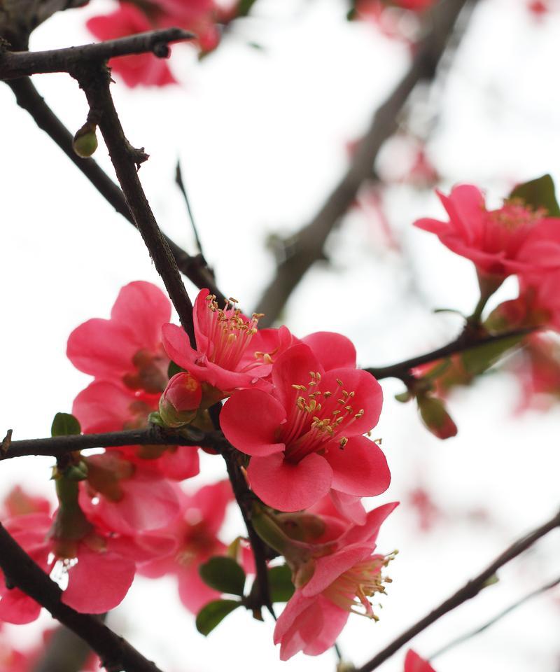 不同颜色梅花的花语有何区别？梅花颜色不同代表什么？