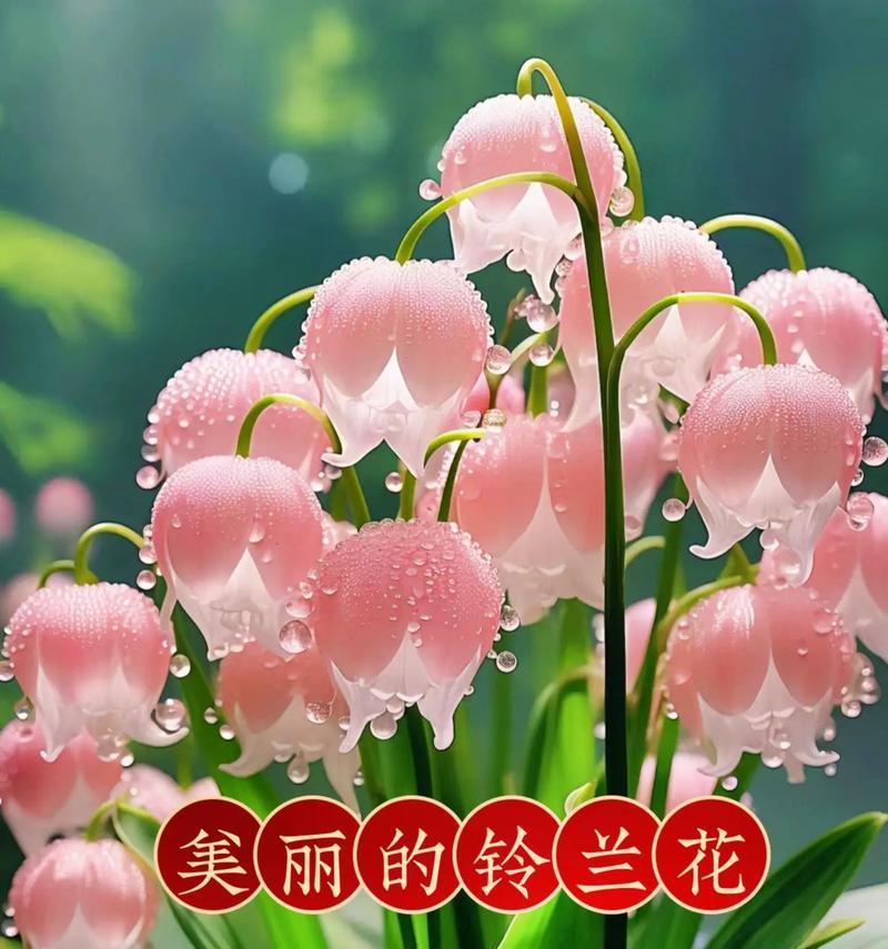 什么花语代表不在乎？