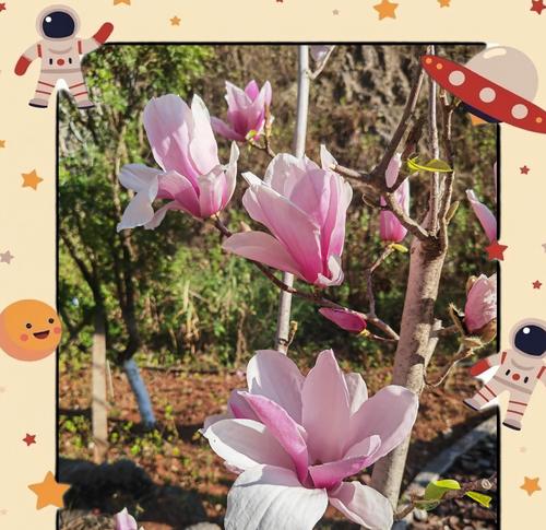 玉兰花的寓意有哪些？