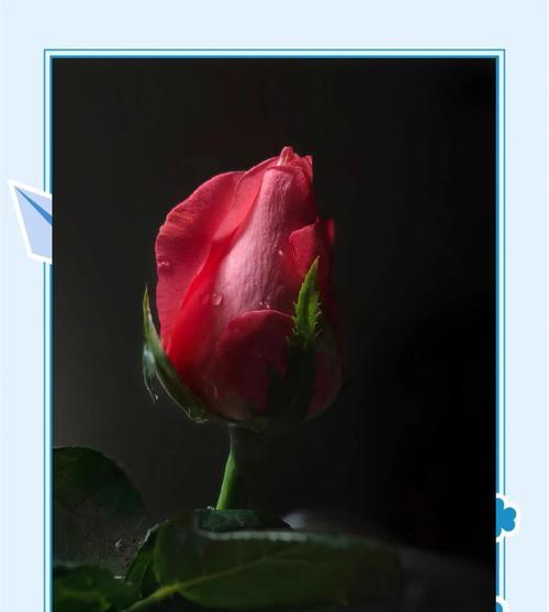 温柔玫瑰的花语表达了什么情感？它象征着什么？