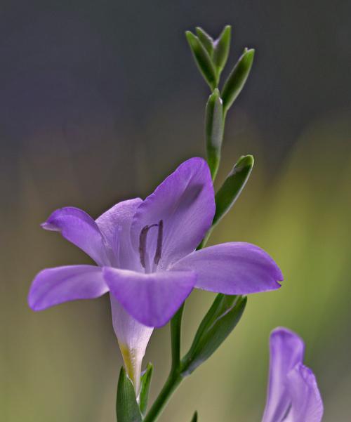65朵花的花语代表什么意思？它象征了哪些情感？