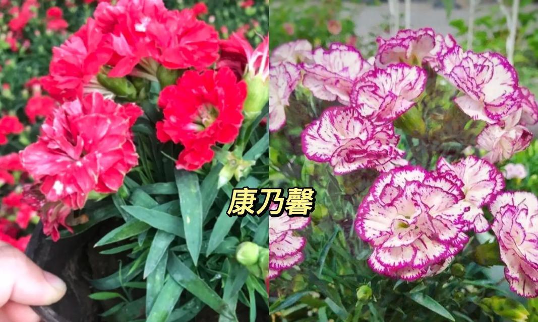 康乃馨的特征花语和寓意是什么？