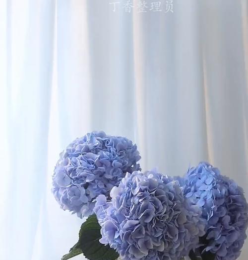 蓝色绣球花的花语有何含义？