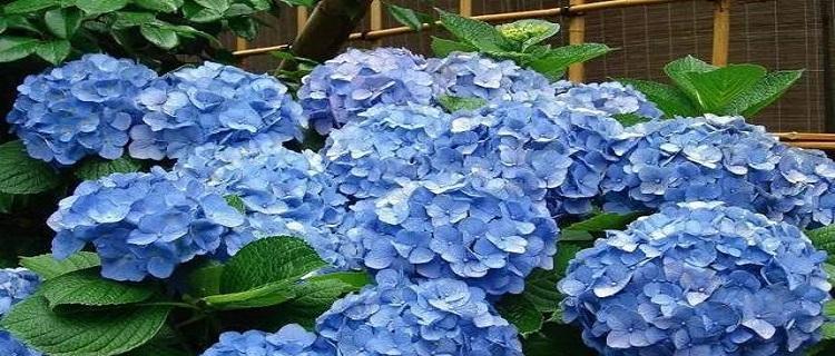 蓝色绣球花的花语有何含义？