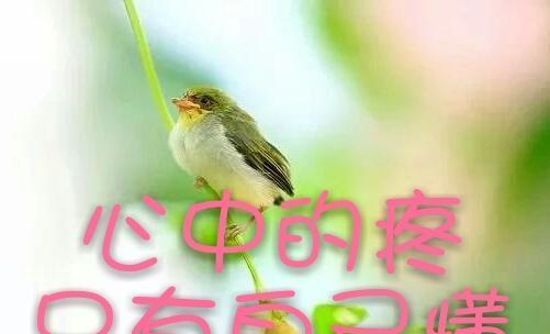 “想念是会破碎”的花语有何深意？
