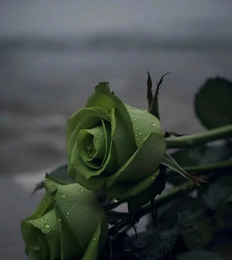 苏格兰绿玫瑰的花语代表什么？