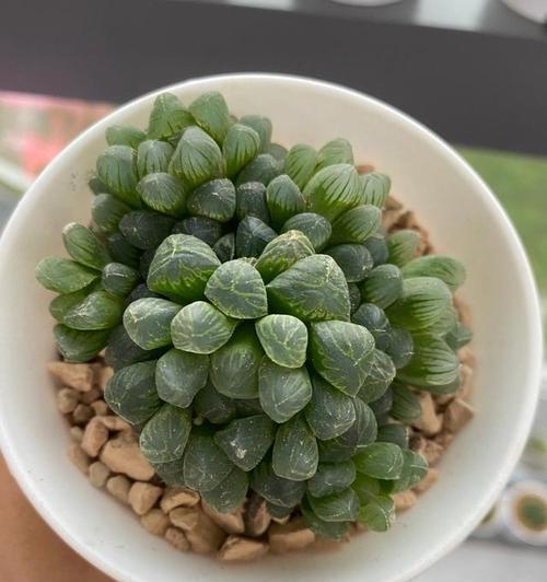 玉露花的花语是什么意思？