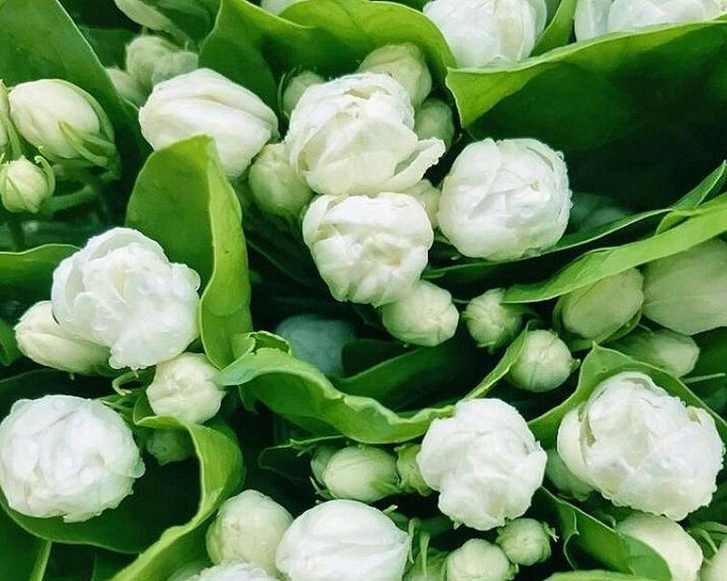 茉莉花束洋桔梗的花语是什么？洋桔梗白色寓意又是什么？